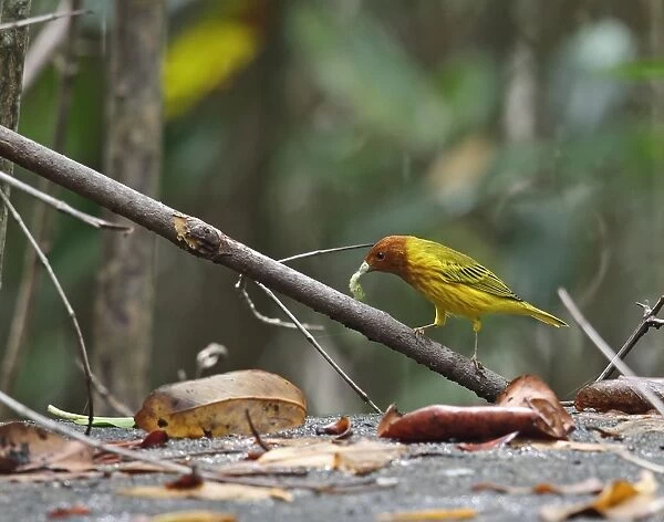Yellow Warbler (Setophaga petechia aequatorialis) adult male, with caterpillar prey in beak, perched on branch