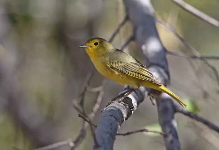 Framed Print : Yellow Warbler (Setophaga petechia albicollis) adult female, perched on branch, Cabo Rojo, Pedernales Province Framed Print : Yellow Warbler (Setophaga petechia albicollis) adult female, perched on branch, Cabo Rojo, Pedernales Province