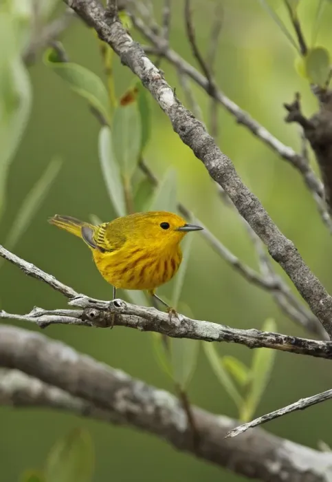 Framed Print : Yellow Warbler (Setophaga petechia gundlachi) adult male, perched on mangrove twig, Zapata Peninsula Framed Print : Yellow Warbler (Setophaga petechia gundlachi) adult male, perched on mangrove twig, Zapata Peninsula