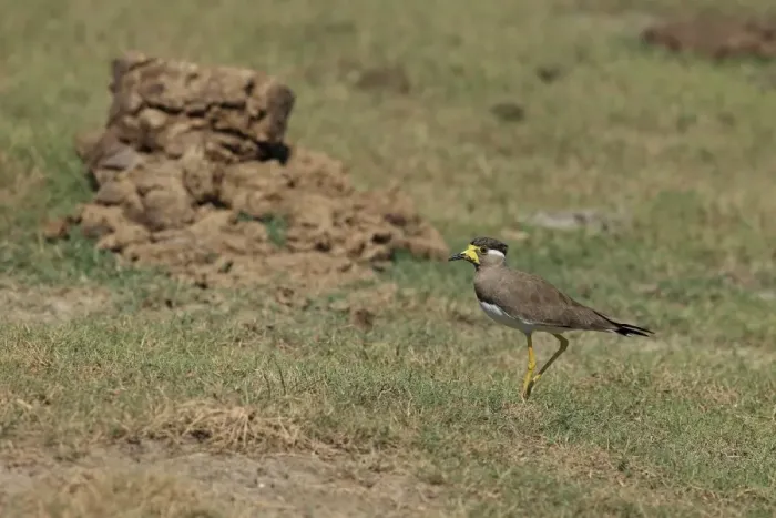 Framed Print : Yellow-wattled Lapwing (Vanellus malabaricus) adult, walking on grass, Sri Lanka, February Framed Print : Yellow-wattled Lapwing (Vanellus malabaricus) adult, walking on grass, Sri Lanka, February