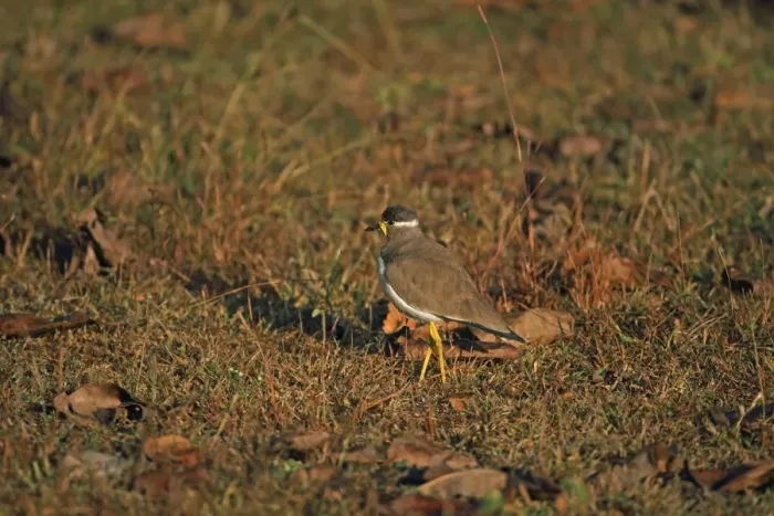 Framed Print : Yellow-wattled Lapwing (Vanellus malabaricus) adult, standing on grass, Kanha N. P. Madhya Pradesh, India, november Framed Print : Yellow-wattled Lapwing (Vanellus malabaricus) adult, standing on grass, Kanha N. P. Madhya Pradesh, India, november