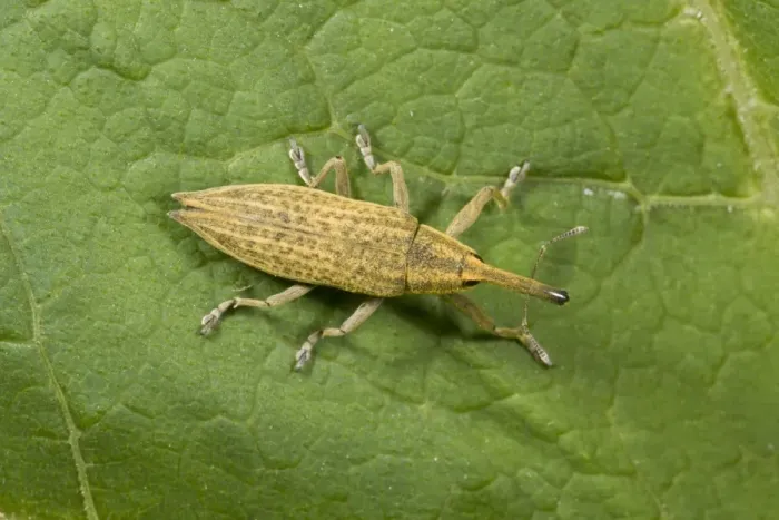 Framed Print : Yellow Weevil (Lixus paraplecticus) adult, resting on leaf, French Pyrenees, France, June