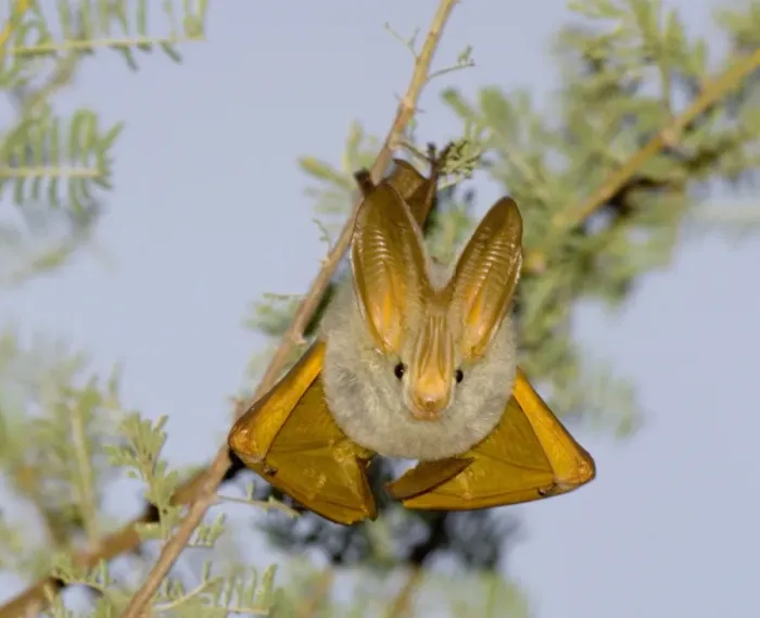 Framed Print : Yellow-winged Bat (Lavia frons) adult, roosting during daytime, Baringo, Great Rift Valley, Kenya
