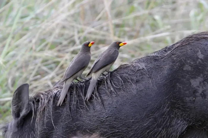 Framed Print : Two Yellowbilled Oxpeckers on a Warthog. The Yellow-billed Oxpecker is a passerine bird in the starling Framed Print : Two Yellowbilled Oxpeckers on a Warthog. The Yellow-billed Oxpecker is a passerine bird in the starling