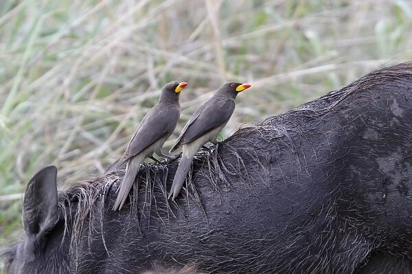 Two Yellowbilled Oxpeckers on a Warthog. The Yellow-billed Oxpecker is a passerine bird in the starling