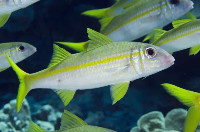 Framed Print : Yellowfin Goatfish (Mulloidichthys vanicolensis) adults, shoal swimming, Nyata Island, Barat Daya Islands Framed Print : Yellowfin Goatfish (Mulloidichthys vanicolensis) adults, shoal swimming, Nyata Island, Barat Daya Islands