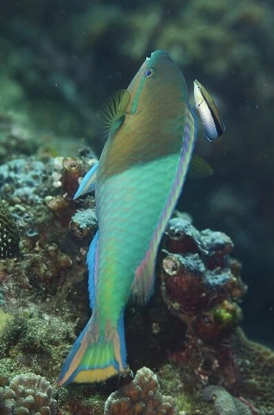 Yellowfin Parrotfish (Scarus flavipectoralis) adult male, being cleaned by Bluestreak Cleaner Wrasse