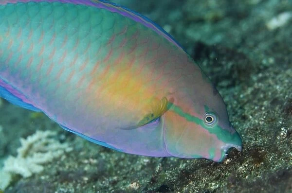 Yellowfin Parrotfish (Scarus flavipectoralis) adult male, feeding, Lembeh Straits, Sulawesi, Greater Sunda Islands