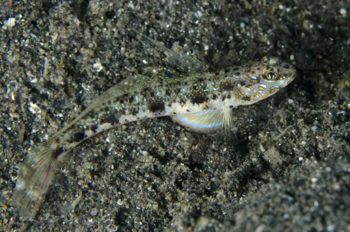 Framed Print : Yellowfoot Shrimpgoby (Vanderhorstia phaeosticta) adult, resting on black sand, Lembeh Straits, Sulawesi Framed Print : Yellowfoot Shrimpgoby (Vanderhorstia phaeosticta) adult, resting on black sand, Lembeh Straits, Sulawesi