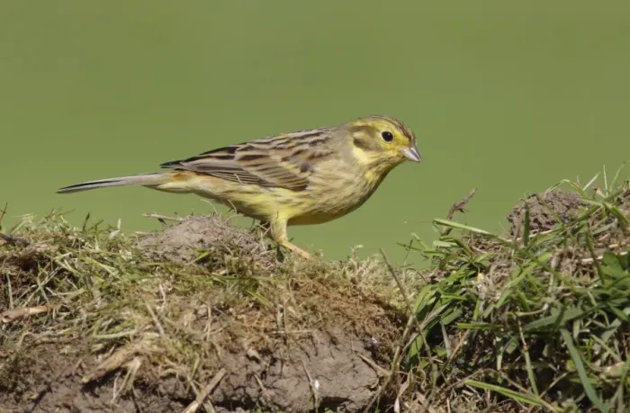 Framed Print : Yellowhammer (Emberiza citrinella) adult female, foraging on ground in farmland, West Yorkshire, England, May Framed Print : Yellowhammer (Emberiza citrinella) adult female, foraging on ground in farmland, West Yorkshire, England, May