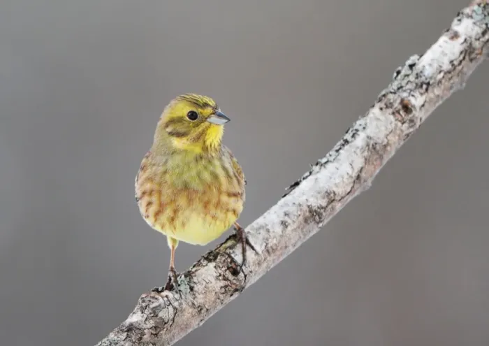 Framed Print : Yellowhammer (Emberiza citrinella) adult male, perched on branch, Sweden, january Framed Print : Yellowhammer (Emberiza citrinella) adult male, perched on branch, Sweden, january