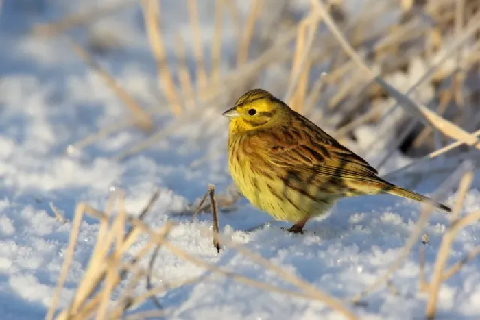 Framed Print : Yellowhammer (Emberiza citrinella) adult male, standing on snow, Lothian, Scotland, january Framed Print : Yellowhammer (Emberiza citrinella) adult male, standing on snow, Lothian, Scotland, january