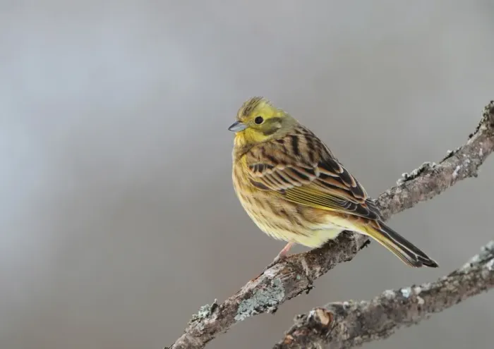 Framed Print : Yellowhammer (Emberiza citrinella) adult male, perched on branch, Sweden, january Framed Print : Yellowhammer (Emberiza citrinella) adult male, perched on branch, Sweden, january