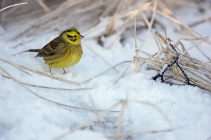 Framed Print : Yellowhammer (Emberiza citrinella) adult male, standing on snow, Lothian, Scotland, january Framed Print : Yellowhammer (Emberiza citrinella) adult male, standing on snow, Lothian, Scotland, january