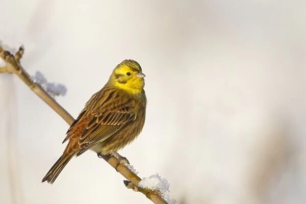 Yellowhammer (Emberiza citrinella) adult male, perched on snow covered twig, Berwickshire, Scottish Borders, Scotland