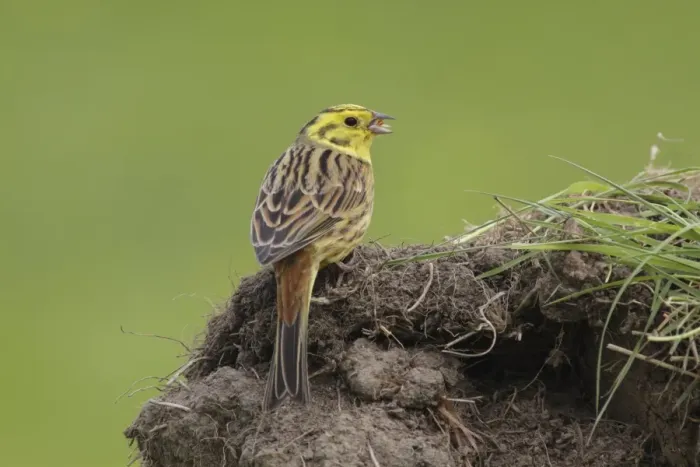 Framed Print : Yellowhammer (Emberiza citrinella) adult male, feeding on grain, foraging on ground in farmland, West Yorkshire Framed Print : Yellowhammer (Emberiza citrinella) adult male, feeding on grain, foraging on ground in farmland, West Yorkshire