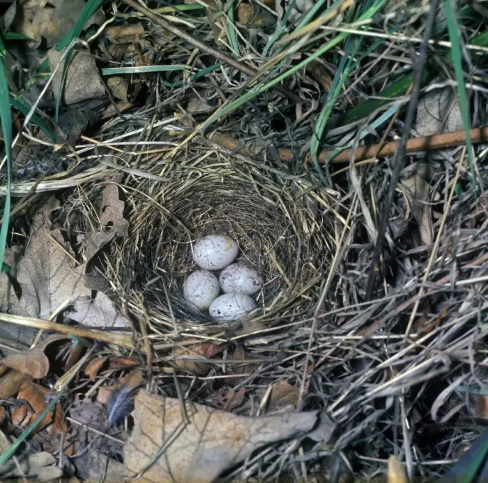 Framed Print : Yellowhammer (Emberiza citrinella) four eggs in nest