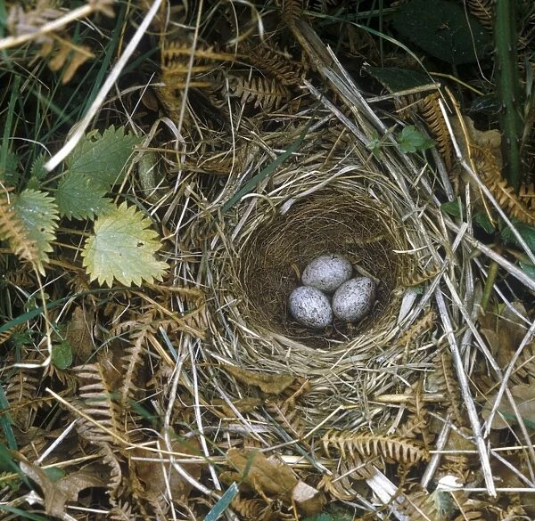 Yellowhammer (Emberiza citrinella) Nest and eggs