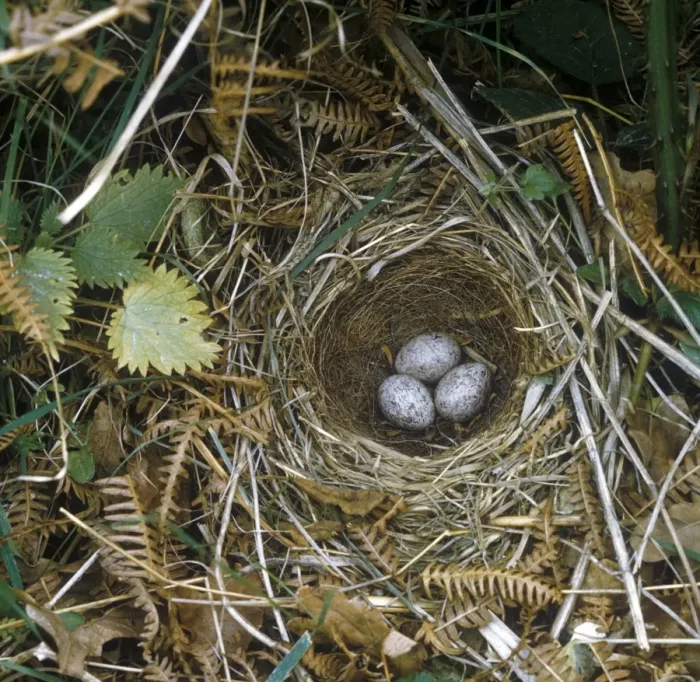 Framed Print : Yellowhammer (Emberiza citrinella) Nest and eggs Framed Print : Yellowhammer (Emberiza citrinella) Nest and eggs