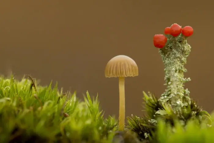 Framed Print : Yellowleg Bonnet (Mycena epipterygia) fruiting body, growing beside Lichen (Cladonia sp. ), Derbyshire, England, October Framed Print : Yellowleg Bonnet (Mycena epipterygia) fruiting body, growing beside Lichen (Cladonia sp. ), Derbyshire, England, October
