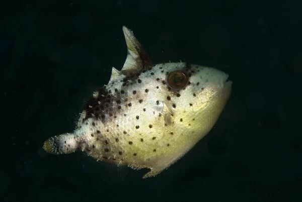 Yellowmargin Triggerfish (Pseudobalistes flavimarginatus) subadult, swimming, Lembeh Straits, Sulawesi, Sunda Islands