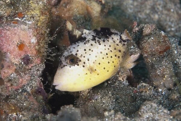 Yellowmargin Triggerfish (Pseudobalistes flavimarginatus) subadult, swimming over reef, Lembeh Straits, Sulawesi