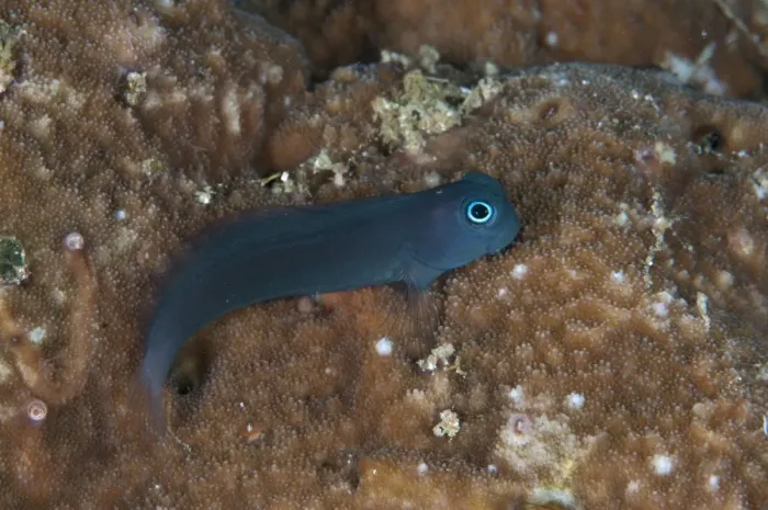Framed Print : Yellowtail Blenny (Ecsenius namiyei) blue colour variation, adult, resting on reef, Wayilbatan, West Papua, New Guinea, Indonesia Framed Print : Yellowtail Blenny (Ecsenius namiyei) blue colour variation, adult, resting on reef, Wayilbatan, West Papua, New Guinea, Indonesia