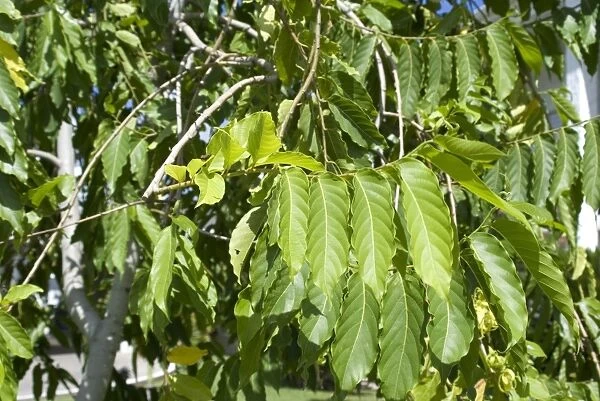 Ylang-ylang (Cananga odorata) close-up of leaves, Grenada, Grenadines, Windward Islands, Lesser Antilles, August