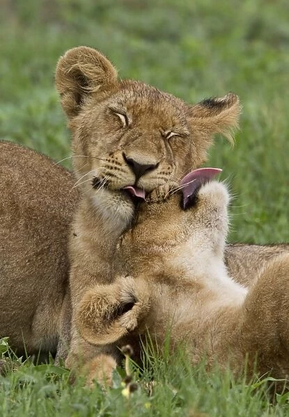 Two young African lion cubs lick each other