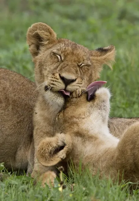 Framed Print : Two young African lion cubs lick each other Framed Print : Two young African lion cubs lick each other