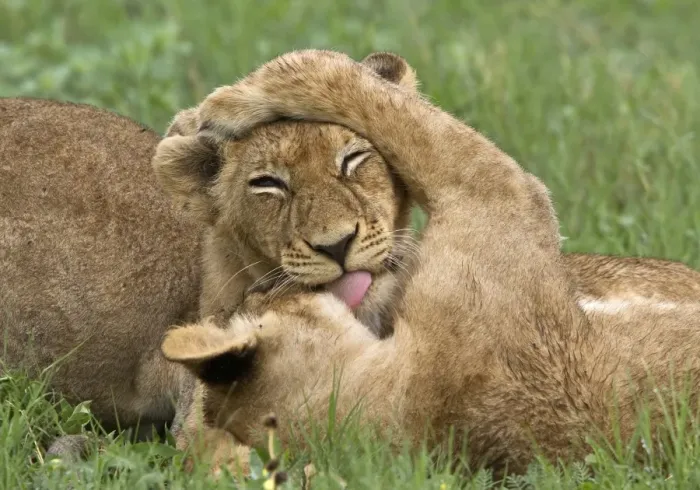 Framed Print : Two young African lion cubs lick each other Framed Print : Two young African lion cubs lick each other
