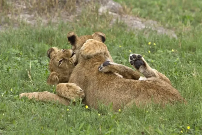 Framed Print : Young African Lion cubs play fight Framed Print : Young African Lion cubs play fight