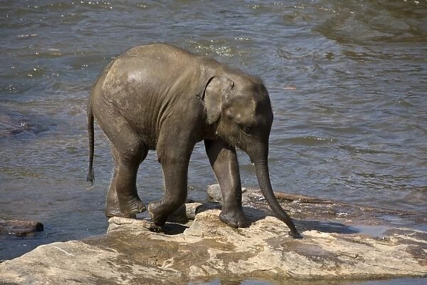 Young Asian Elephant