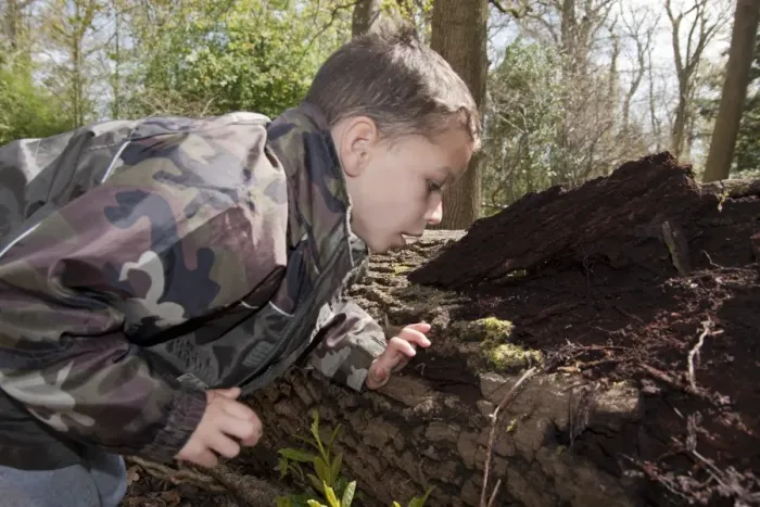 Framed Print : Young boy looking for invertebrates on rotting log in woodland, West Sussex, England, April Framed Print : Young boy looking for invertebrates on rotting log in woodland, West Sussex, England, April