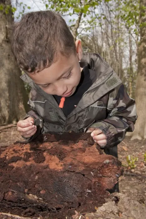 Framed Print : Young boy looking at woodlice on rotting log in woodland, West Sussex, England, April Framed Print : Young boy looking at woodlice on rotting log in woodland, West Sussex, England, April