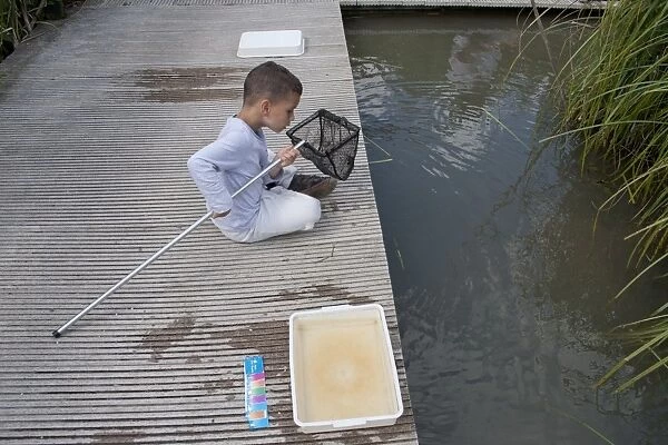 Young boy pond-dipping with net, Wildfowl and Wetlands Trust, Arundel, West Sussex, England, July