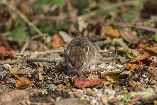 A young Brown Rat about 14 days old