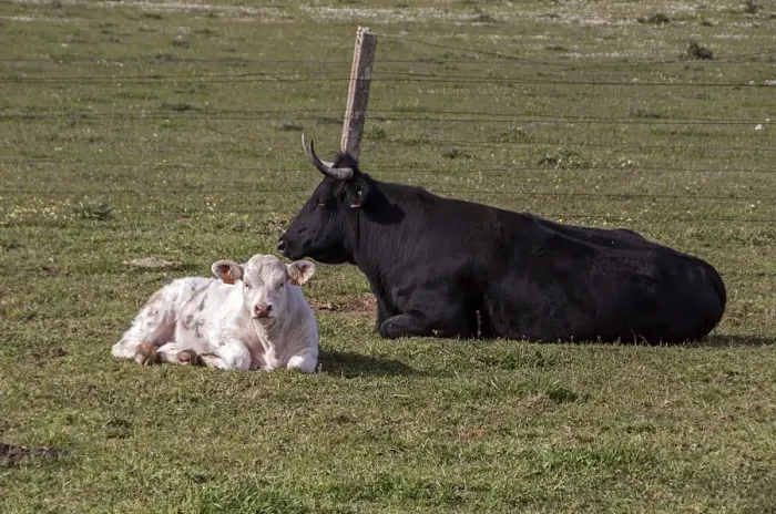 Framed Print : A young Charolais calf with a Andalusian black cow - Extremadura, Spain Framed Print : A young Charolais calf with a Andalusian black cow - Extremadura, Spain
