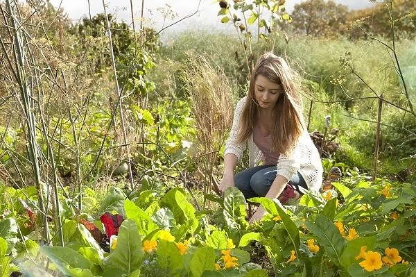Young female gardener working in allotment garden, Norfolk, England, october