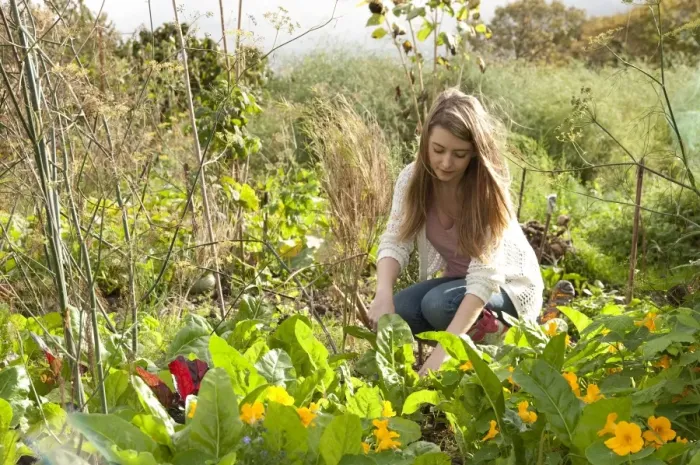 Framed Print : Young female gardener working in allotment garden, Norfolk, England, october Framed Print : Young female gardener working in allotment garden, Norfolk, England, october
