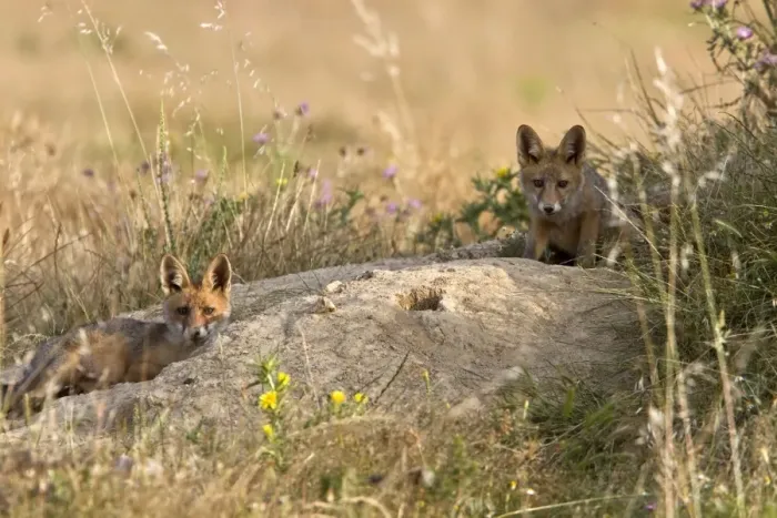 Framed Print : Young Fox cubs play by there den in Extremadura, spain