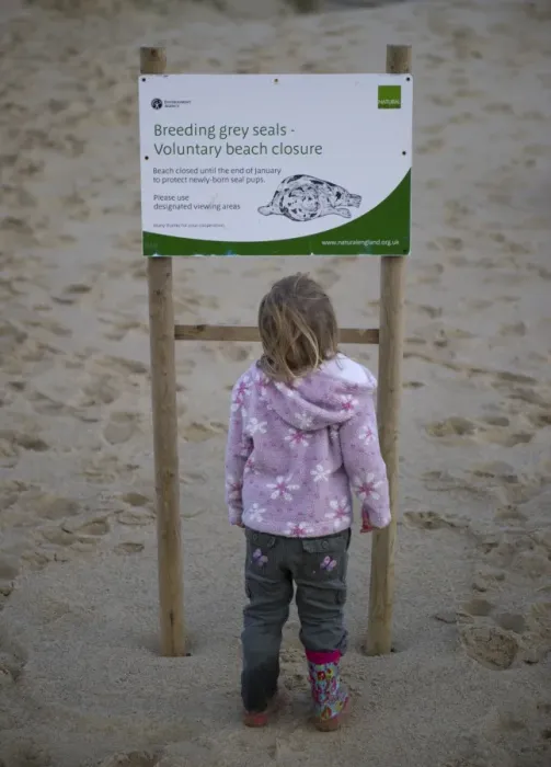 Framed Print : Young girl looking at Breeding Grey Seals, Voluntary Beach Closure sign on beach near seal colony, Winterton, Norfolk, England, december Framed Print : Young girl looking at Breeding Grey Seals, Voluntary Beach Closure sign on beach near seal colony, Winterton, Norfolk, England, december