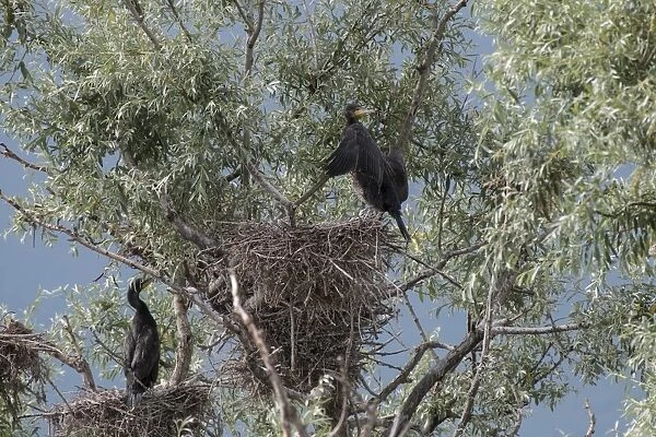 Young Great Cormorants on nest at Lake kerkini Northern Greece