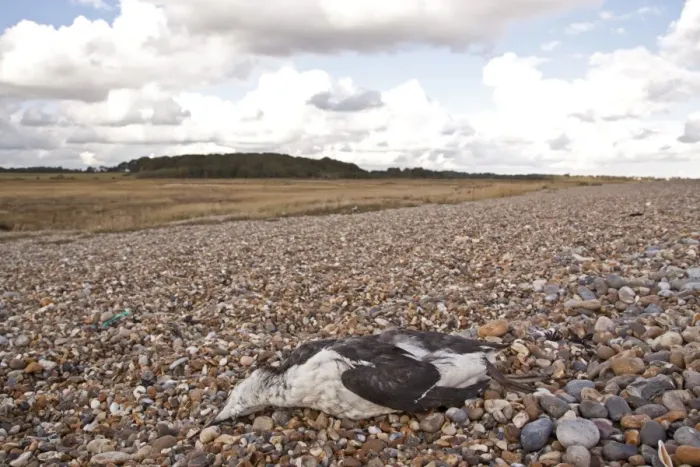 Framed Print : Young guillemot dead on shingle beach, by Dingle Marsh Suffolk coast Framed Print : Young guillemot dead on shingle beach, by Dingle Marsh Suffolk coast
