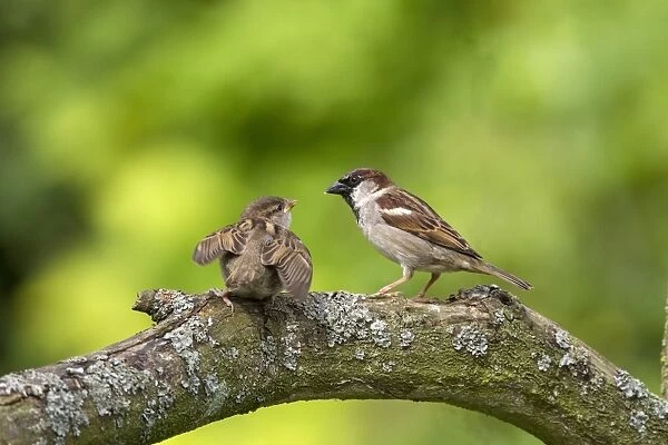 Young House Sparrow begging for food from adult Male
