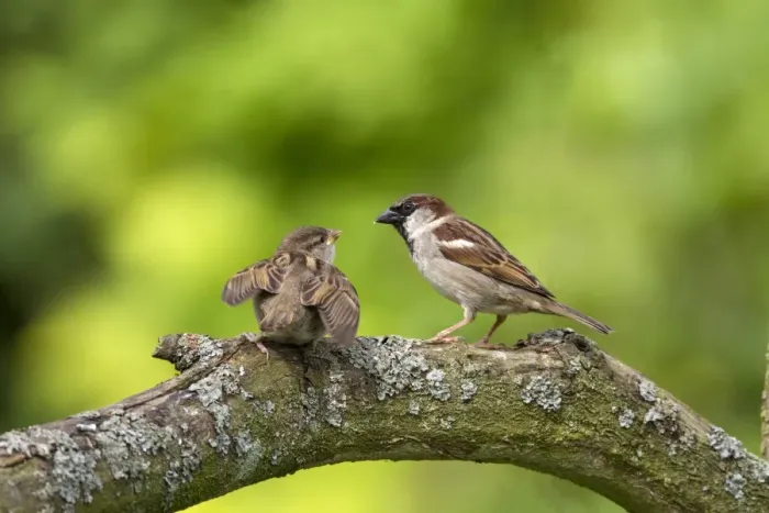 Framed Print : Young House Sparrow begging for food from adult Male Framed Print : Young House Sparrow begging for food from adult Male