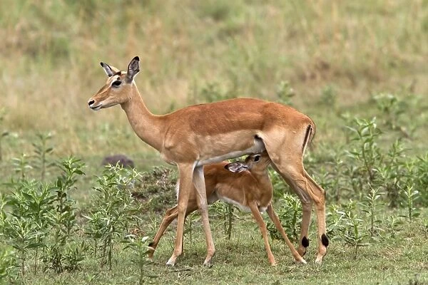 Young Impala suckles from its mother suckling - Botswana