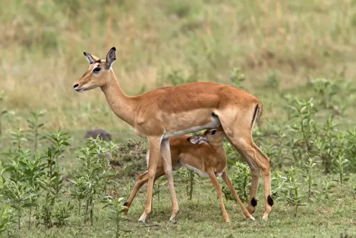 Framed Print : Young Impala suckles from its mother suckling - Botswana Framed Print : Young Impala suckles from its mother suckling - Botswana