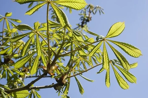 Young leaves on a horse chestnut, Aesculus hippocastanum, tree against blue sky in spring