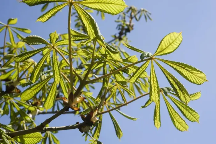 Framed Print : Young leaves on a horse chestnut, Aesculus hippocastanum, tree against blue sky in spring Framed Print : Young leaves on a horse chestnut, Aesculus hippocastanum, tree against blue sky in spring